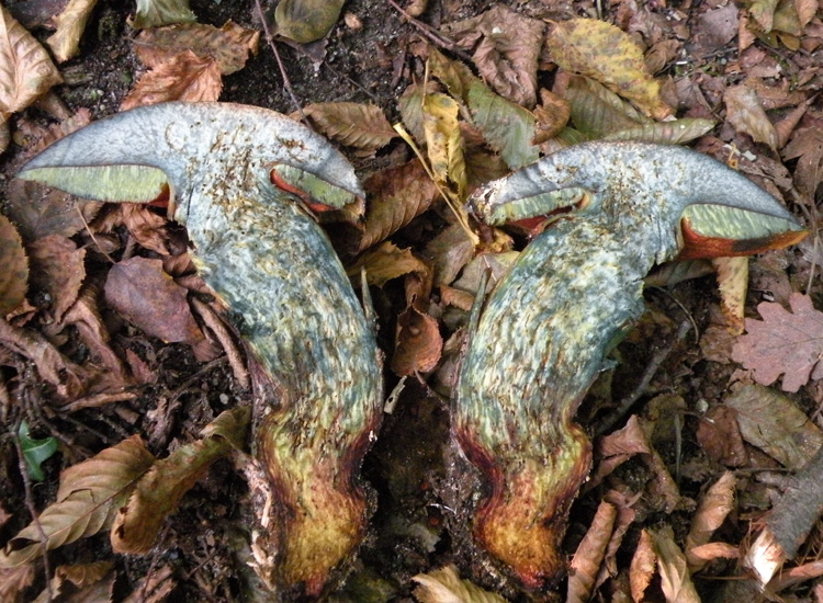 Porcini emiliani: Boletus luridus?